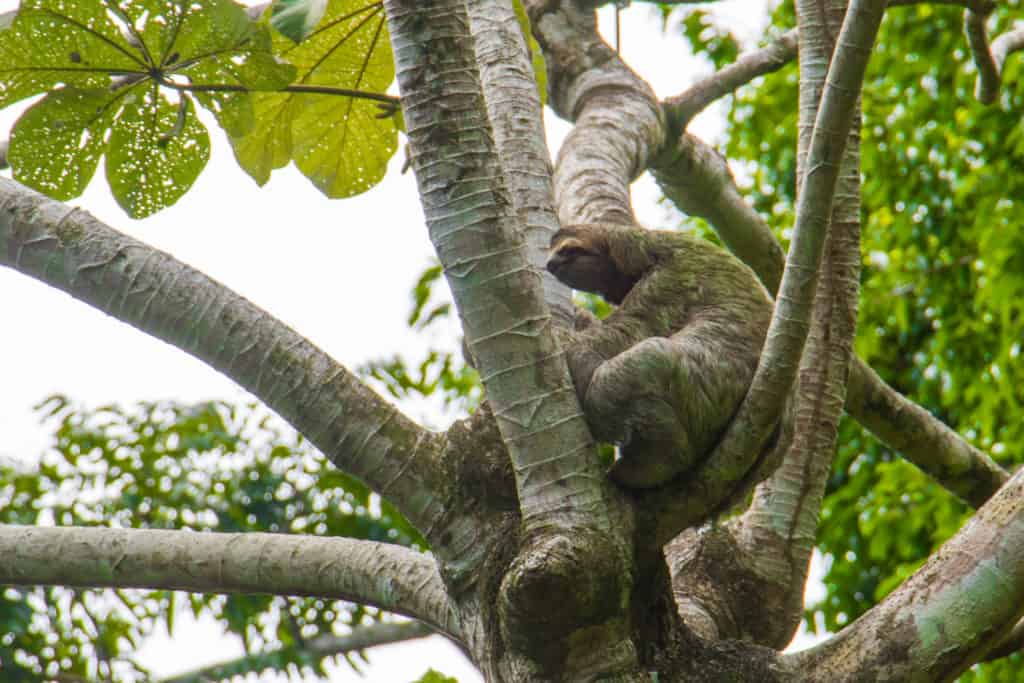 sloth