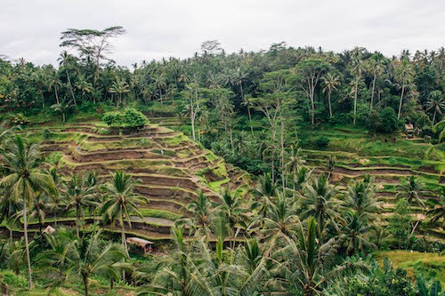 rice fields ubud