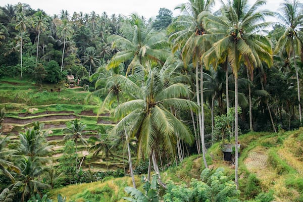 Tegallalang Rice Terraces Read more at: https://28-gleamt2.store//www.bali-indonesia.com/ubud/tegallalang-rice-terraces.htm?cid=ch:OTH:001