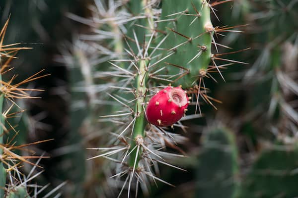cactus fruit