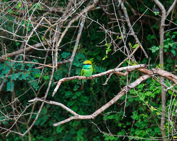 Two week Sri Lanka travel guide