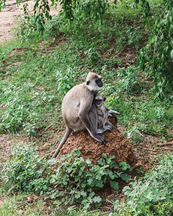 Two week Sri Lanka travel guide