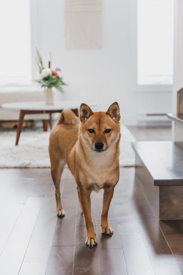 7 ways to create a zen living space